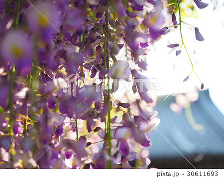 藤の花のアップ 30611693