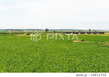 ハルビンから黒河までの鉄道からの車窓 中国・黒竜江省 30611758