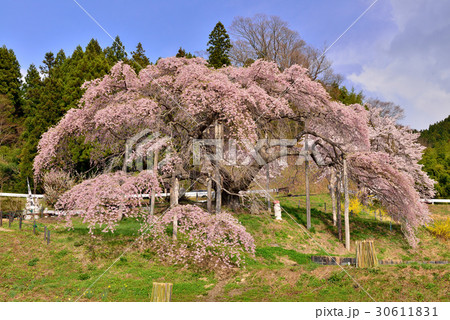 中島の地蔵桜 中島の地蔵桜 30611831