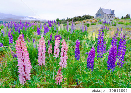 church Good shepherd at lake tekapo church Good shepherd at lake tekapo 30611895