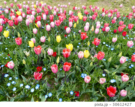 チューリップ 30612427