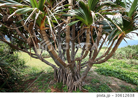 自然　植物　タコノキ、実は小笠原の固有種だそうです。沖縄でも移植されたものが公園などで見られます 30612638