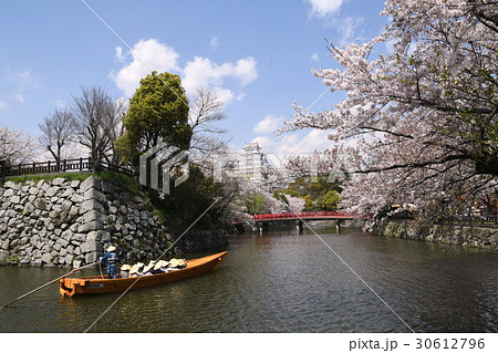 姫路城と桜 30612796