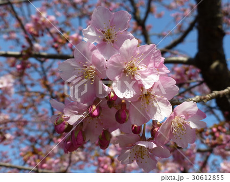 河津桜 河津桜 30612855