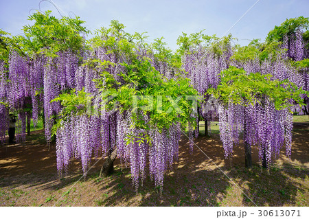 長く伸びる藤 30613071