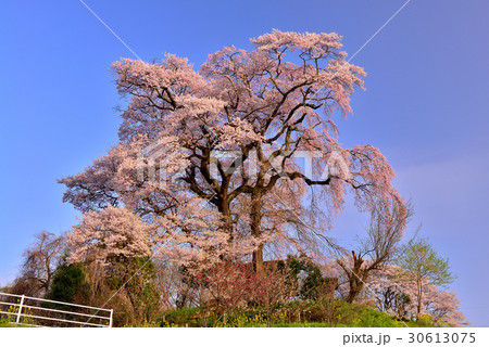 天神夫婦桜 30613075