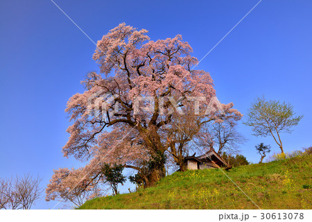 天神夫婦桜 30613078