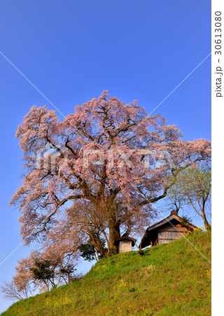 天神夫婦桜 30613080