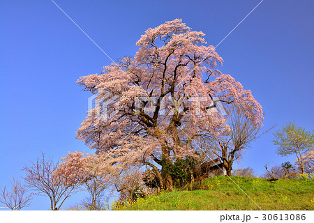 天神夫婦桜 30613086