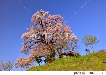 天神夫婦桜 天神夫婦桜 30613094