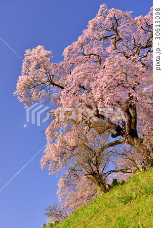 天神夫婦桜 30613098