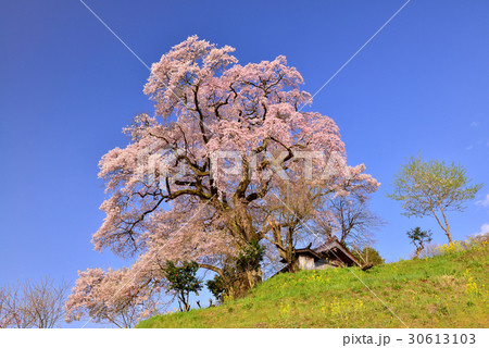天神夫婦桜 30613103