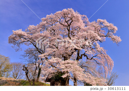 天神夫婦桜 30613111