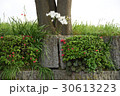 つつじ 30613223