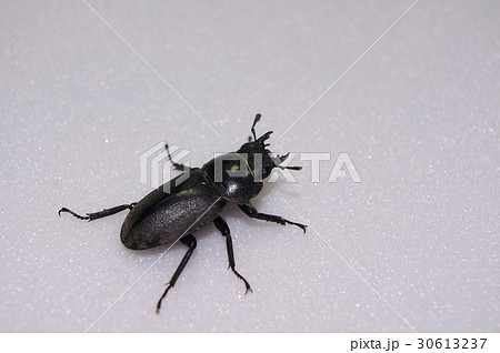 コクワガタのメス 30613237