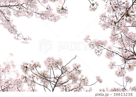 さくら 30613238