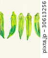 オクラ 30613256