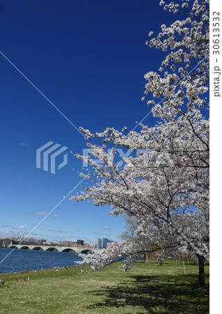 ポトマック川と桜の風景　ワシントンDC 30613532