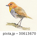 コマドリ 30613670