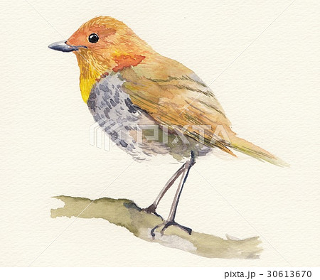 コマドリ 30613670