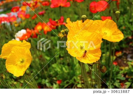 ポピー 30613887