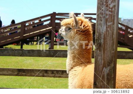 アルパカ アルパカ 30613892