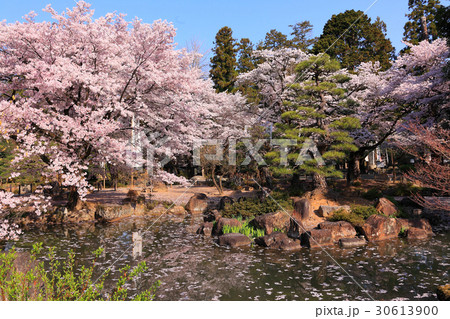恵林寺の池の端に咲く桜 恵林寺の池の端に咲く桜 30613900