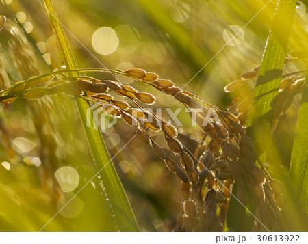 朝陽を受けた稲穂 朝陽を受けた稲穂 30613922