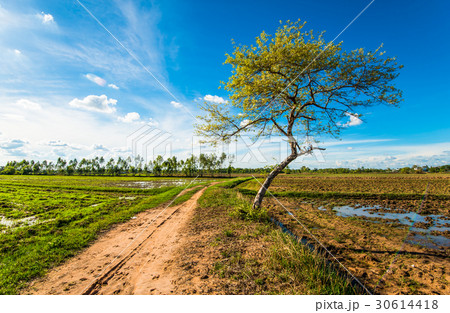Tree in the field 30614418