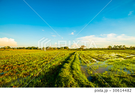 Sunset at the field 2 Sunset at the field 2 30614482