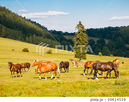 Herd of grazing horses on the pasture in sunny Herd of grazing horses on the pasture in sunny 30614559