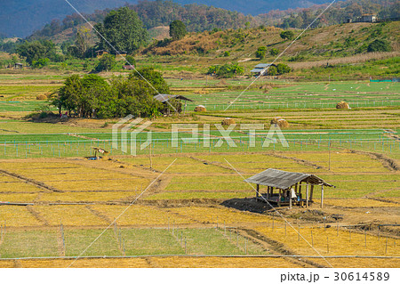 Garlic field with hut in Pai, Thailand Garlic field with hut in Pai, Thailand 30614589
