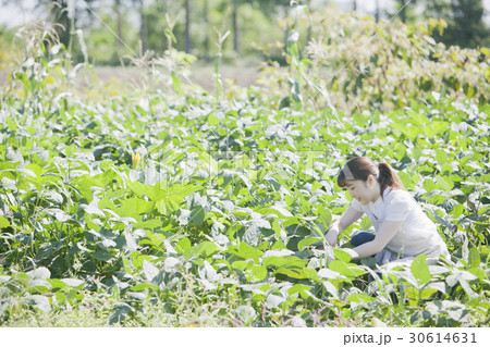 枝豆の収穫　家庭菜園 30614631