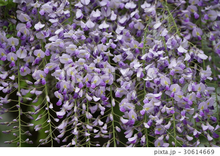 フジの淡い紫色の花房 30614669