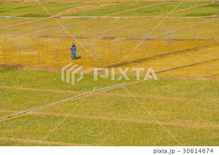 Garlic field in Pai, Thailand 30614674