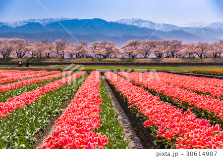 富山 舟川べりの桜並木とチューリップ 残雪の北アルプスの写真素材