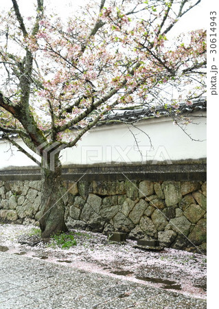 さくら 30614943