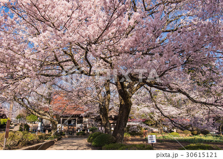 日本三大桜のひとつ山高神代桜の子　宇宙桜 30615121