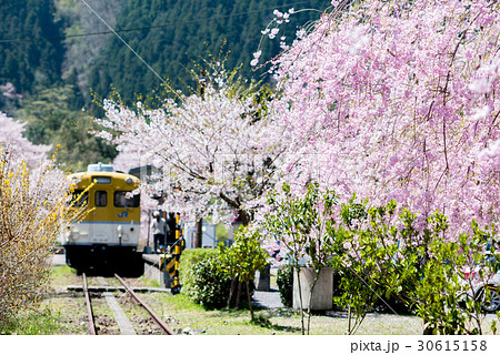 鉄道と桜 30615158