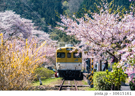 鉄道と桜 鉄道と桜 30615161
