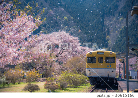 鉄道と舞い散る桜 30615166