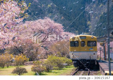 鉄道と舞い散る桜 30615167
