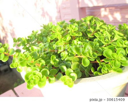 鉢植えのセダム 30615409