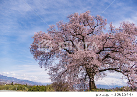 山梨　わに塚の満開の桜 30615447