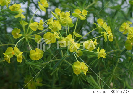 マツバタイゲキ 30615733