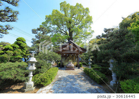 田村神社 お迎え布袋尊 田村神社 お迎え布袋尊 30616445