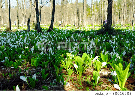 刺巻湿原にて水芭蕉の群生を楽しむＧＷの観光客 30616503