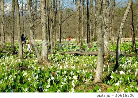 刺巻湿原にて水芭蕉の群生を楽しむＧＷの観光客 30616506