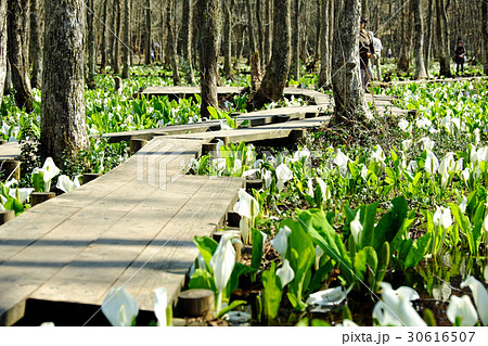 刺巻湿原にて水芭蕉の群生を楽しむGWの観光客 刺巻湿原にて水芭蕉の群生を楽しむGWの観光客 30616507
