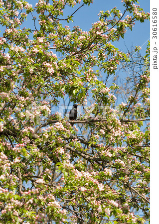 Black trush in blooming apple tree in spring 30616580